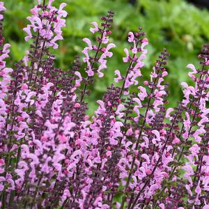 COLOR SPIRES® PINK DAWN MEADOW SAGE