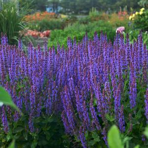 COLOR SPIRES® VIOLET RIOT MEADOW SAGE