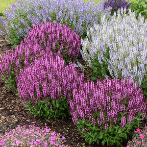PINK PROFUSION MEADOW SAGE