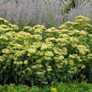 ROCK 'N GROW® LEMONJADE SEDUM