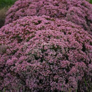 ROCK 'N ROUND™ PRIDE AND JOY SEDUM