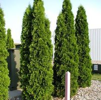 EMERALD GREEN ARBORVITAE