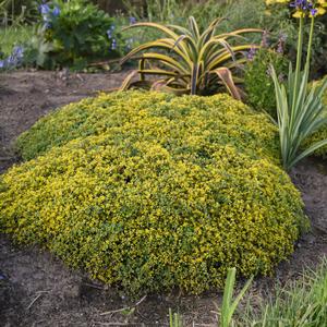 ROCK 'N LOW™ YELLOW BRICK ROAD SEDUM