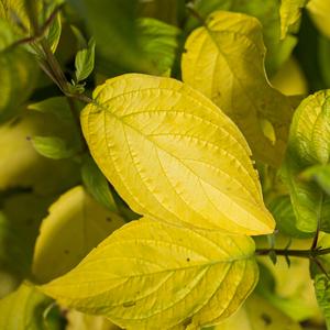 NEON BURST™ DOGWOOD