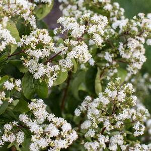 TIANSHAN® SEVEN SON FLOWER