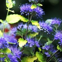 SUNSHINE BLUE® BLUEBEARD