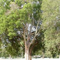 NORTHERN HACKBERRY