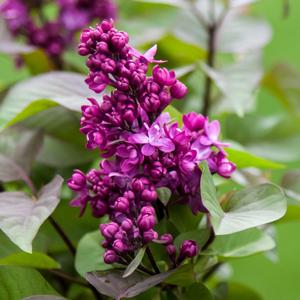 VIRTUAL VIOLET® LILAC