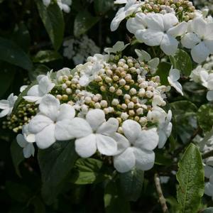SPRING LACE VIBURNUM