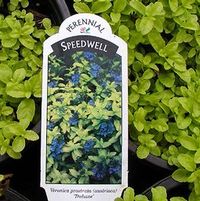 TREHANE SPEEDWELL