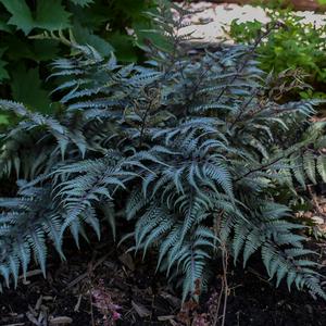 GODZILLA JAPANESE PAINTED FERN