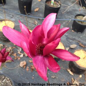 BURGUNDY STAR™ MAGNOLIA