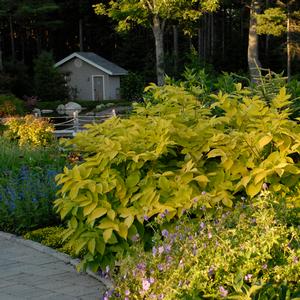 SUN KING GOLDEN JAPANESE ARALIA