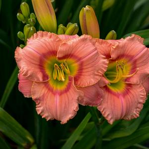 ELEGANT CANDY DAYLILY