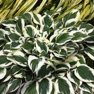 DIAMONDS ARE FOREVER HOSTA