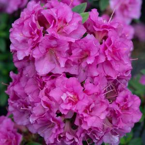 PERFECTO MUNDO® DOUBLE PURPLE AZALEA