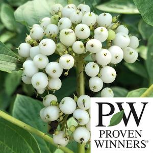 ARCTIC FIRE® YELLOW TWIG DOGWOOD