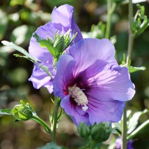 PARAPLU VIOLET® ALTHEA