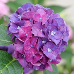 WEE BIT GRUMPY® HYDRANGEA