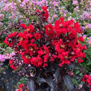 CENTER STAGE® RED CRAPEMYRTLE