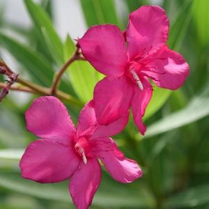 AUSTIN PRETTY LIMITS® OLEANDER