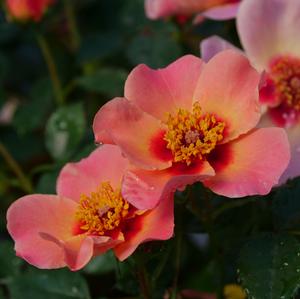 RINGO® ALL-STAR ROSE