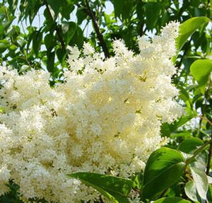 PEKING SUMMER CHARM JAPANESE TREE LILAC
