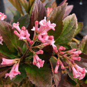 SWEET TALKER® VIBURNUM