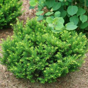STONEHENGE DARK DRUID® YEW