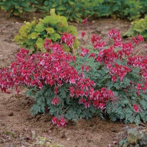 FIRE ISLAND BLEEDING HEART