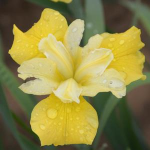 SUNFISHER SIBERIAN IRIS