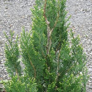 EMERALD TEARDROP™ ARBORVITAE