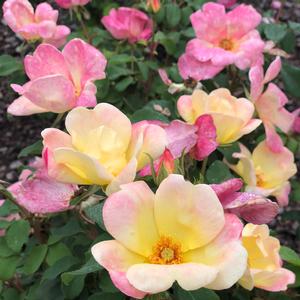 THE CHAMPION™ SUNBLUSH ROSE