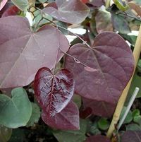 FOREST PANSY REDBUD