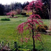LAVENDER TWIST™ WEEPING REDBUD