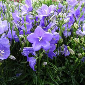 TAKION BLUE BELLFLOWER