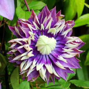 TAIGA CLEMATIS