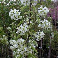 RAINBOW PILLAR® SERVICEBERRY