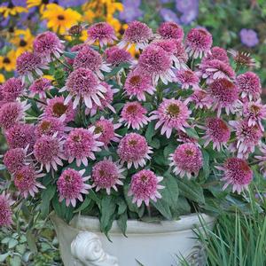 CONE-FECTIONS™ BUTTERFLY KISSES CONEFLOWER