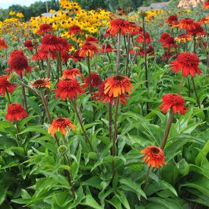 CONE-FECTIONS™ SWEET CHILI CONEFLOWER