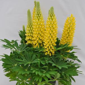 STAIRCASE® YELLOW LUPINE