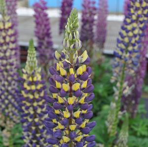 STAIRCASE® DARK BLUE & YELLOW LUPINE
