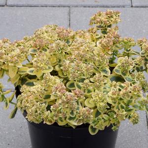 SUNSPARKLER® LIME TWISTER SEDUM