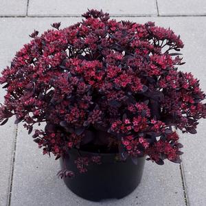 SUNSPARKLER® PLUM DAZZLED SEDUM