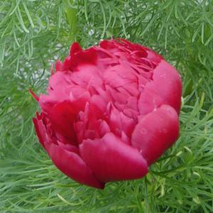 RUBRA PLENA FERNLEAF PEONY