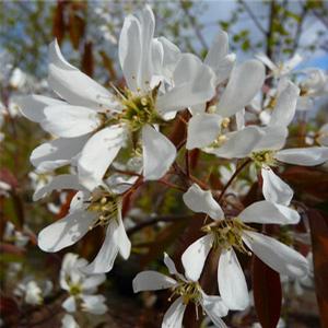 ROBIN HILL SERVICEBERRY