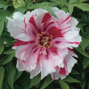 SHIMANISHIKI TREE PEONY