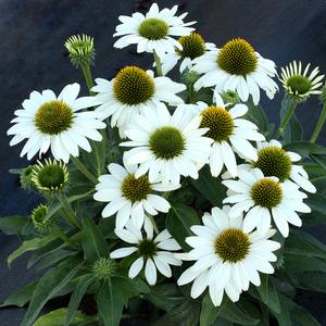 KISMET® WHITE CONEFLOWER