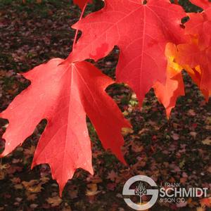 FLASHFIRE® CADDO SUGAR MAPLE