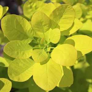 GOLDEN SPIRIT SMOKETREE